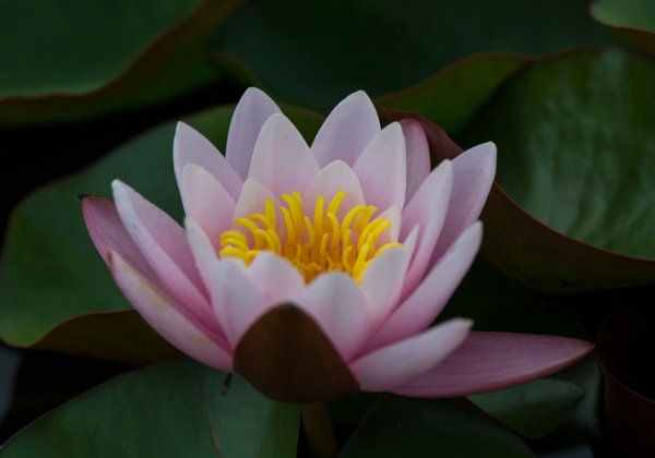 Botanical